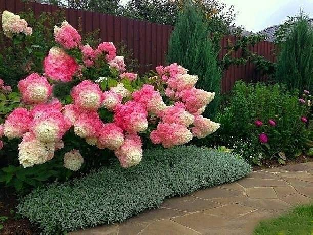 Bauernhortensie „Vanilla Fraise“ – eine außergewöhnliche Hortensie für Garten und Terrasse Vanilla Fraise